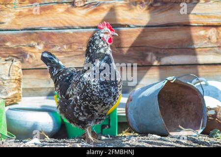 un pollo chiazzato si erge maestosamente nel cortile di a. casa di villaggio Foto Stock