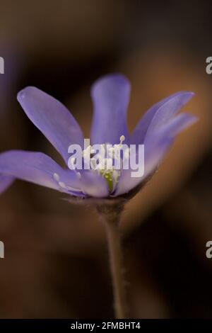 Primo piano di Anemone hepatica, (Hepatica nobilis), sfondo scuro morbido, Finlandia Foto Stock