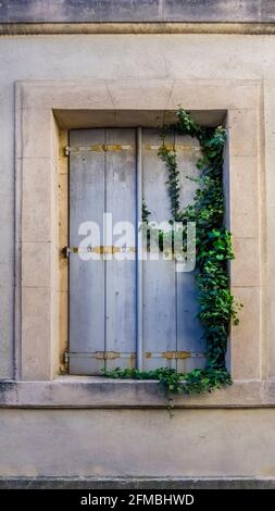 Window with ivy in Névian in spring. Medicinal Plant of the Year 2010. Foto Stock