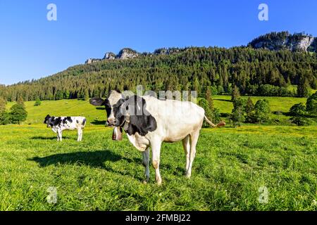 Due mucche sul pascolo verde nel Rohrmooser tal in una giornata estiva soleggiata. Allgäu Alpi, Baviera, Germania, Europa Foto Stock