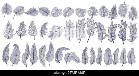 Collezione di foglie tropicali disegnate a mano in stile lineare. Foglia esotica decorativa con disegno a profilo. Clip art vettoriale di piante esotiche estive isolato su Illustrazione Vettoriale