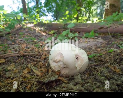 Bovista gigante sul pavimento della foresta circondato da piante, Nord Reno-Westfalia, Germania Foto Stock
