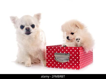 Giovani e Pomerania chihuahua davanti a uno sfondo bianco Foto Stock