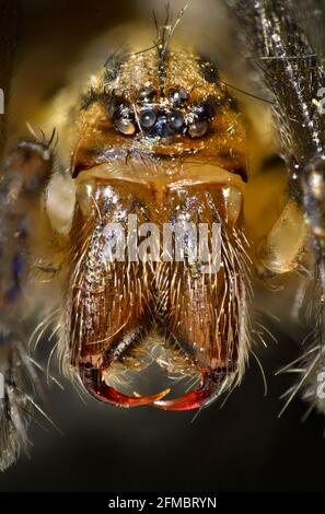 Ritratto di ragno con grappolai, boccagli, Eratigena sp. Foto Stock