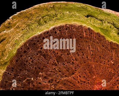 Sezione stelo legnoso, SEM Foto Stock