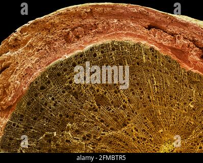 Sezione stelo legnoso, SEM Foto Stock