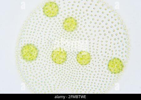 Alghe verdi Volvox, micrografia leggera Foto Stock