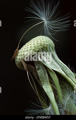 Bel seme di dente di leone lucido. Sfondo verde scuro. Foto Stock