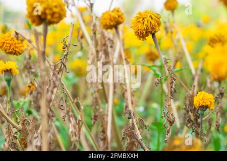I fiori si appassirono nel tempo Foto Stock