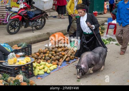 H'mong womman che porta la casa di maiale vietnamita con la bellatura a vaso, il mercato delle minoranze etniche, Meo Vac, la provincia di ha Giang, il Vietnam del nord Foto Stock
