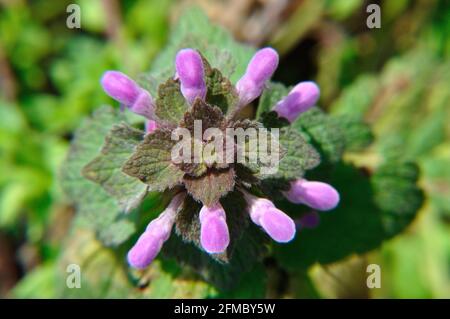 Blühende purpurrote Taubnessel (Lamium purpureum) im Naturschutzgebiet Hullerbusch nahe Carwitz Foto Stock