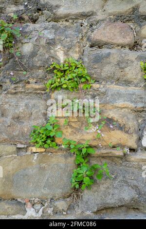 Kenilworth Ivy, Cymbalaria muralis. Pianta di arrampicata selvaggia su una vecchia parete Foto Stock