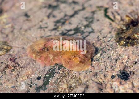 Limone di mare; Archidoris pseudoargus; Regno Unito Foto Stock
