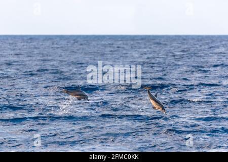 Delfini Spinner; Stenella longirostris; Maldive Foto Stock