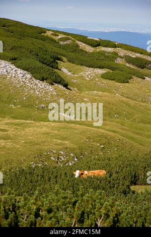 La mucca nei monti alp si nasconde nei cespugli durante una giornata estiva, Puchberg am Schneeberg, Niederösterreich, Austria Foto Stock