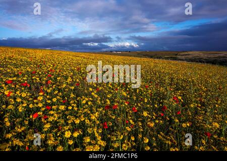 West Pentire; mais marigolds e papaveri in fiore; estate; Cornovaglia; Regno Unito Foto Stock