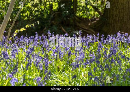 Bluebells inglesi (Hyacinthoides non-scripta) moquette bosco in Hampshire, Regno Unito, durante la primavera Foto Stock