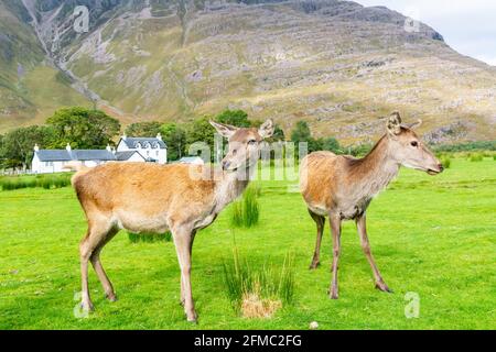 Due cervi rossi europei nelle Highlands scozzesi. Foto Stock