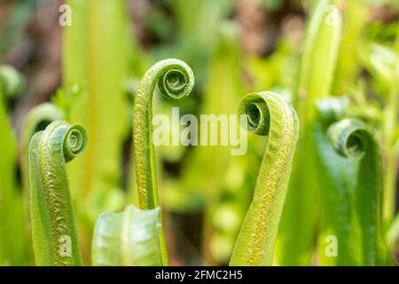 HART's-Tongue Fern (Asplenium scoplendrium), primo piano di fronte sfurling a maggio, Hampshire, Inghilterra, Regno Unito Foto Stock