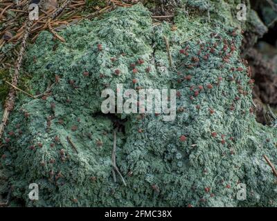 Il lichen bruno beretto (Baeomyces rufus) si sviluppa su terreno, una foto intestante Foto Stock