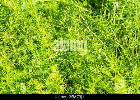 Foglie di cumino (Carum calvi), finemente suddivise, biennali della famiglia Apiaceae. Foto Stock