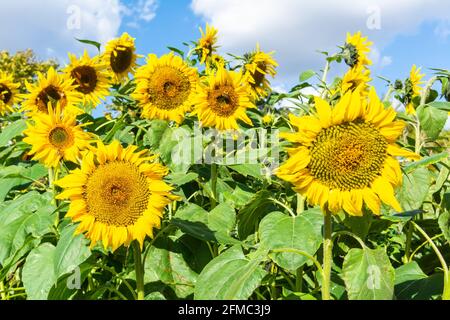 Girasole comune (Helianthus annuus) in Francia. Girasole comune è un grande forb annuale del genere Helianthus coltivato come un raccolto per il suo olio commestibile e. Foto Stock