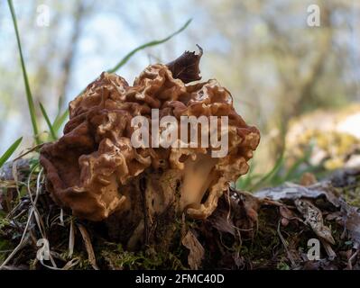 Gyromitra gigas, comunemente noto come il morello della neve, il falso morello della neve, il cervello del vitello, o il naso del toro, è un fungo e un membro dell'Ascomycota. , un'intres Foto Stock