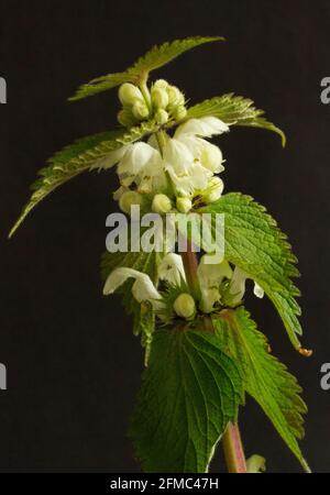 Un buon esempio di mimicry nel regno di pianta. Il fogliame del bianco Dead-Nettle imita quelli del Nettico che scoraggia i browser Foto Stock