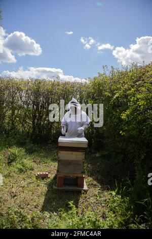 Un segnalatore acustico si prepara a ispezionare un alveare. Si tratta di un British National Standard Hive con due sostenitori. Foto Stock