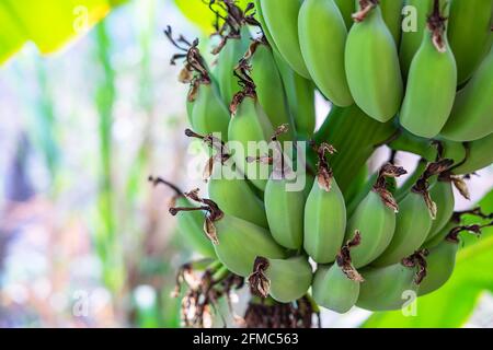Banane verdi crude da alberi di banana Foto Stock