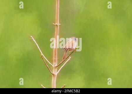 Pittura digitale di un singolo Dunnock, Prunella modularis, o accentor di siepe, passero di siepe, o guerriero di siepe in un albero nel Regno Unito Foto Stock
