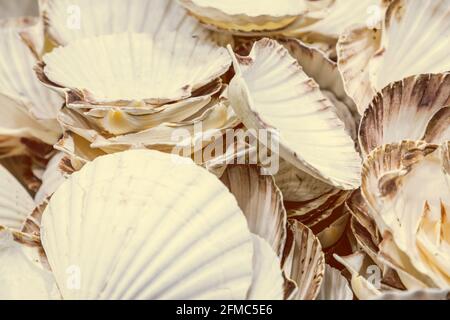 Mucchio di conchiglie dai capesante al mercato del pesce (Fuoco selettivo) Foto Stock