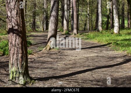 Woodland Walk, Hardcastle Crags, Hebden Bridge, West Yorkshire in primavera Foto Stock