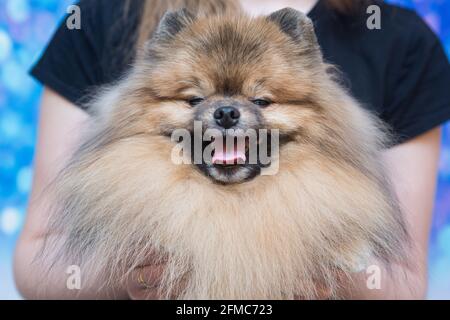 Cura degli animali, cura del corpo, asciugatura e styling dei cani, pettinatura della lana. Cura dei tagli e delle rasature, si prende cura di un cane. Foto Stock