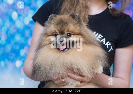 Cura degli animali, cura del corpo, asciugatura e styling dei cani, pettinatura della lana. Cura dei tagli e delle rasature, si prende cura di un cane. Foto Stock