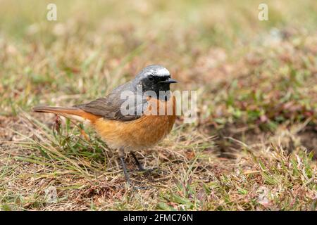 Comune redstart, phoenicurus phoenicurus, singolo adulto maschio in piedi su vegetazione corta, Thurley Common, Surrrey, Regno Unito Foto Stock