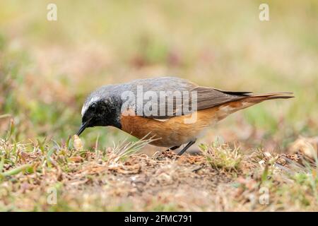 Comune redstart, phoenicurus phoenicurus, singolo adulto che alimenta maschio su grub, Thurley Common, Surrrey, Regno Unito Foto Stock