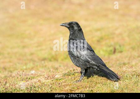 carrion Crow, Corvus corone, singolo adulto in piedi su vegetazione corta, Thurley Common, Surrey, Regno Unito Foto Stock