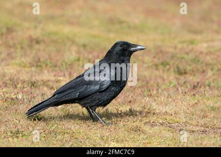 carrion Crow, Corvus corone, singolo adulto in piedi su vegetazione corta, Thurley Common, Surrey, Regno Unito Foto Stock