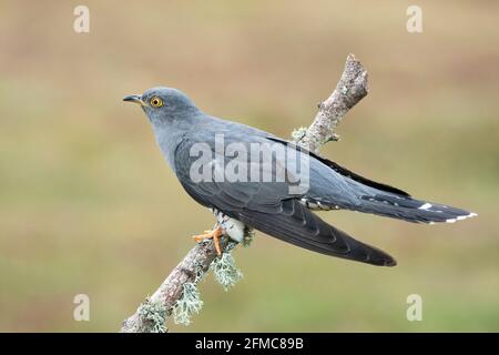 Cucù comune, Cuculus canorus, Colin il cucù, maschio singolo adulto arroccato sul ramo dell'albero, Thurley Common, Surrrey, Regno Unito Foto Stock