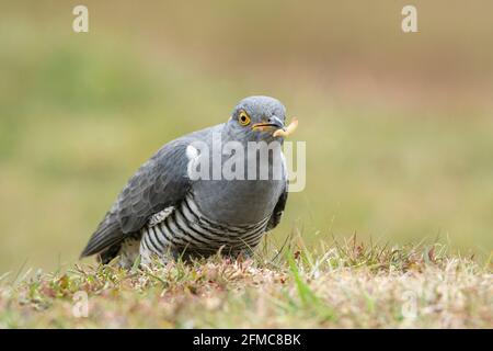 Cucù comune, Cuculus canorus, Colin il cucù, singolo adulto maschile arroccato vegetazione breve, Thurley Common, Surrrey, Regno Unito Foto Stock