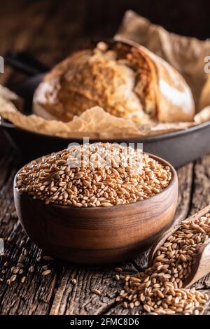 Grani di grano-l'ingrediente principale del pane riempito in ciotola di legno e paletta rustica di legno. Pane croccante al forno nel retro. Foto Stock