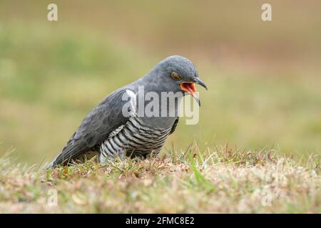 Cucù comune, Cuculus canorus, Colin il cucù, singolo adulto maschile arroccato vegetazione breve, Thurley Common, Surrrey, Regno Unito Foto Stock