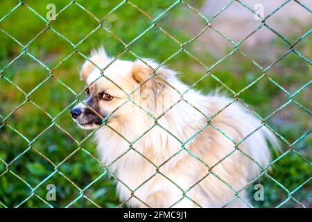 Defocalizzare il cane pekingese sull'erba guardando attraverso recinzione metallica. Ritratto di un cane dietro una recinzione di ferro in piedi su una recinzione guardando la fotocamera. Fuori Foto Stock