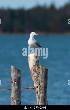 Un gabbiano aringa appollaiato su palo di legno con oceano dentro sfondo Foto Stock