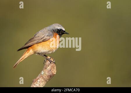 Comune redstart, phoenicurus phoenicurus, singolo adulto maschio appollaiato su ramo di albero, Thurley Common, Surrrey, Regno Unito, 5 maggio 2021 Foto Stock