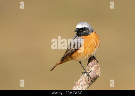 Comune redstart, phoenicurus phoenicurus, singolo adulto maschio appollaiato su ramo di albero, Thurley Common, Surrrey, Regno Unito, 5 maggio 2021 Foto Stock