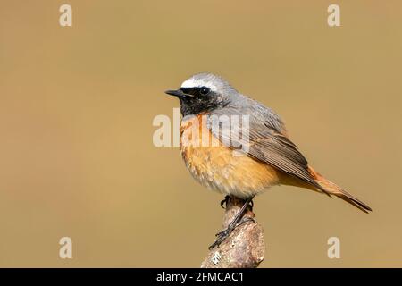 Comune redstart, phoenicurus phoenicurus, singolo adulto maschio appollaiato su ramo di albero, Thurley Common, Surrrey, Regno Unito, 5 maggio 2021 Foto Stock