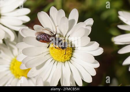 Un'ape di sangue Sphecodes monilicornis. Le api da sudore di famiglia (Halictidae) su un fiore di daisy comune Bellis perennis, famiglia Asteraceae. Maggio Foto Stock