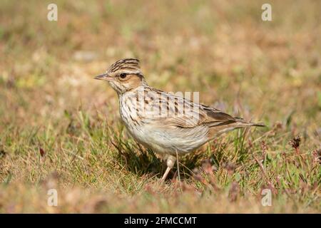 woodlark, Lullula arborea, singolo adulto in piedi su vegetazione corta, alimentazione su insetto, Thurley Common, Surrrey, Regno Unito Foto Stock